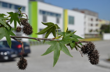 Centrum Edukacji Międzynarodowej Racławicka 101