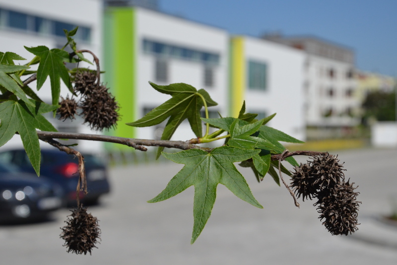 Centrum Edukacji Międzynarodowej Racławicka 101