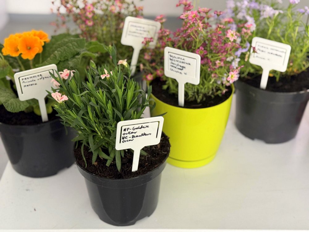 492608250_1166450185491799_5354505827126059385_n